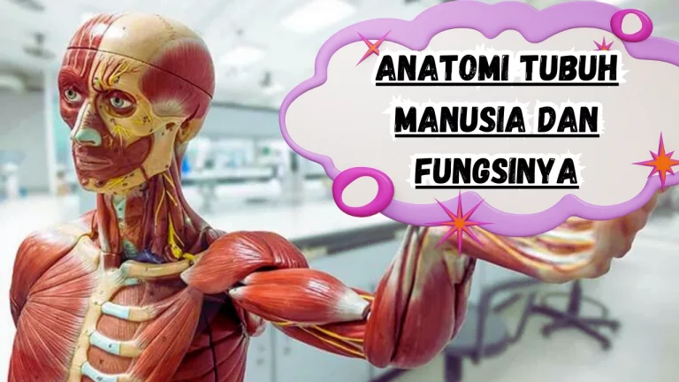 Anatomi Tubuh Manusia dan Fungsinya